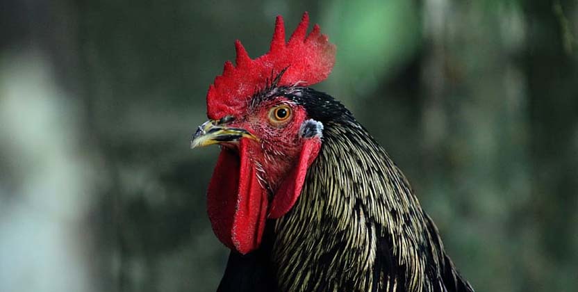 Cara Dalam Memilah Ayam Aduan Pukul Sadis