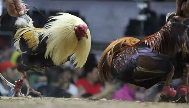 Pahamilah Cara Mendaftar Permainan Judi Sabung Ayam